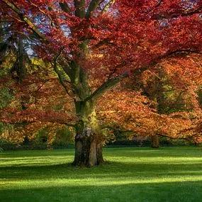 Oak Red (Quercus rubra) 4